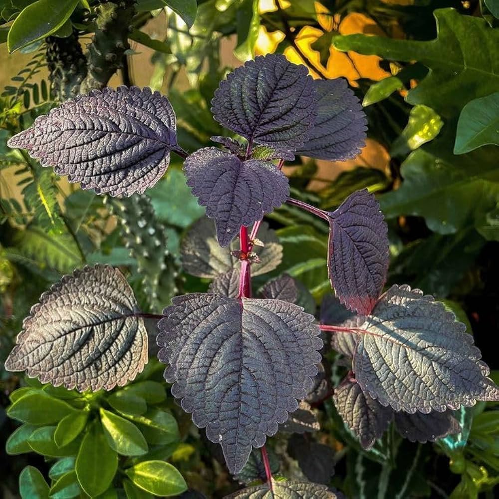 Purple Perilla Flower seeds for Planting - Cottage Garden Essential, Heirloom & GMO Free Seeds for Home Garden