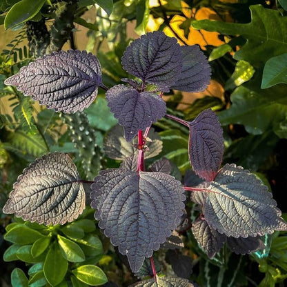 Purple Perilla Flower seeds for Planting - Cottage Garden Essential, Heirloom & GMO Free Seeds for Home Garden