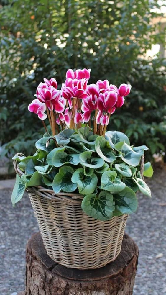 Red White Cyclamen Flower seeds for Planting Seasonal Bloomer, Heirloom & GMO Free Seeds for Home Garden vegetable and garden seeds