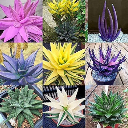 Mixed Color Aloe Vera Seeds For Planting - Grow Your Own Nutritious