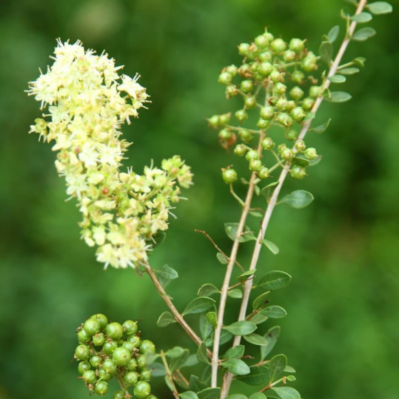 Lawsonia Inermis Flower seeds for Planting Drought Tolerant Heirloom & GMO Free Seeds for Home Garden