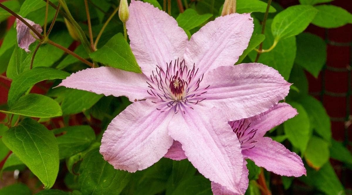 Light Pink Clematis Flower seeds for Planting Easy to Grow, Heirloom & GMO Free Seeds for Home Garden seeds for planting