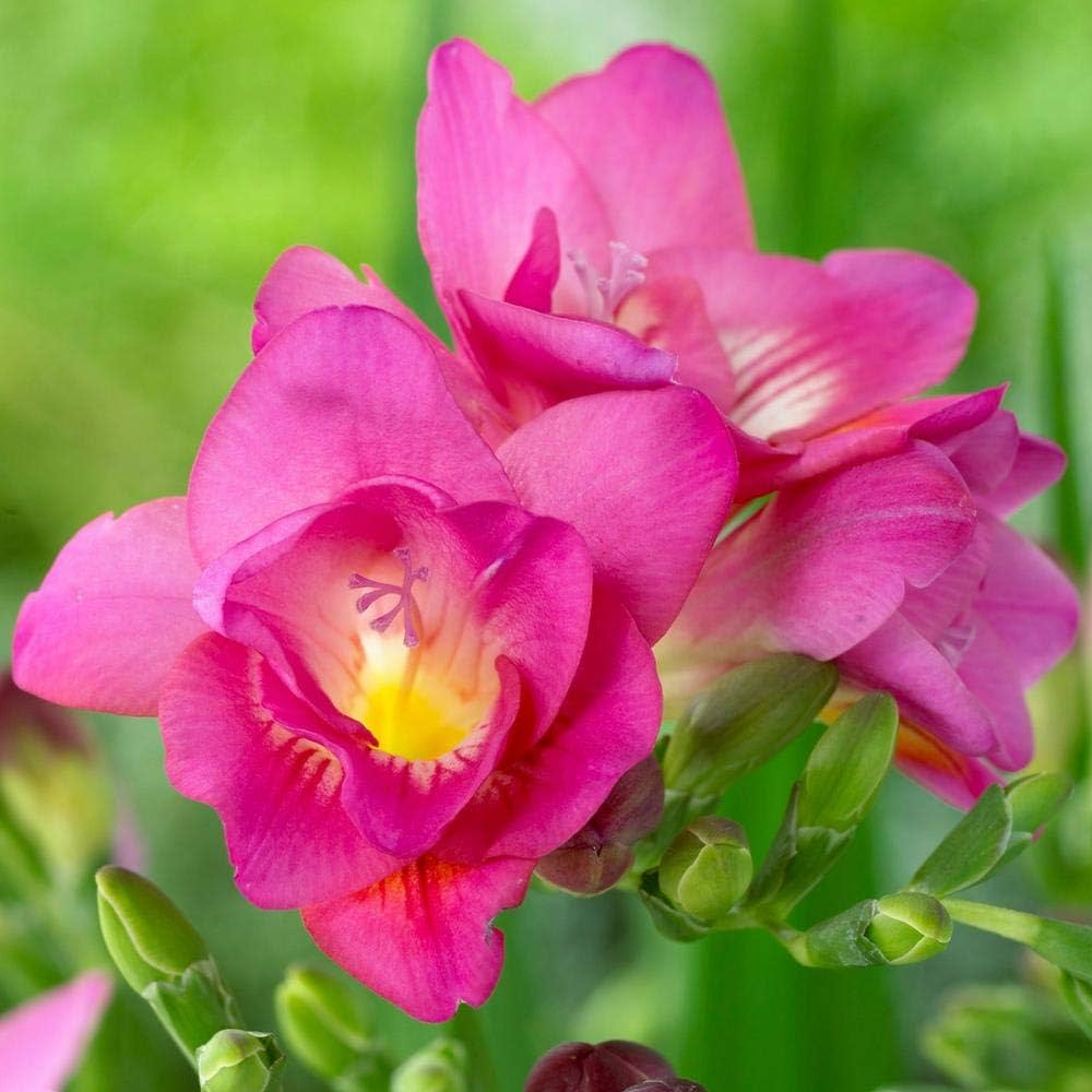 Baby Pink Freesia Flower seeds for Planting Easy to Grow, Heirloom & GMO Free Seeds for Home Garden vegetable and garden seeds