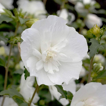 Sharon Flower seeds for Planting Wildflower Mix Heirloom & GMO Free Seeds for Home Garden 
 
 Sale for planting in home garden