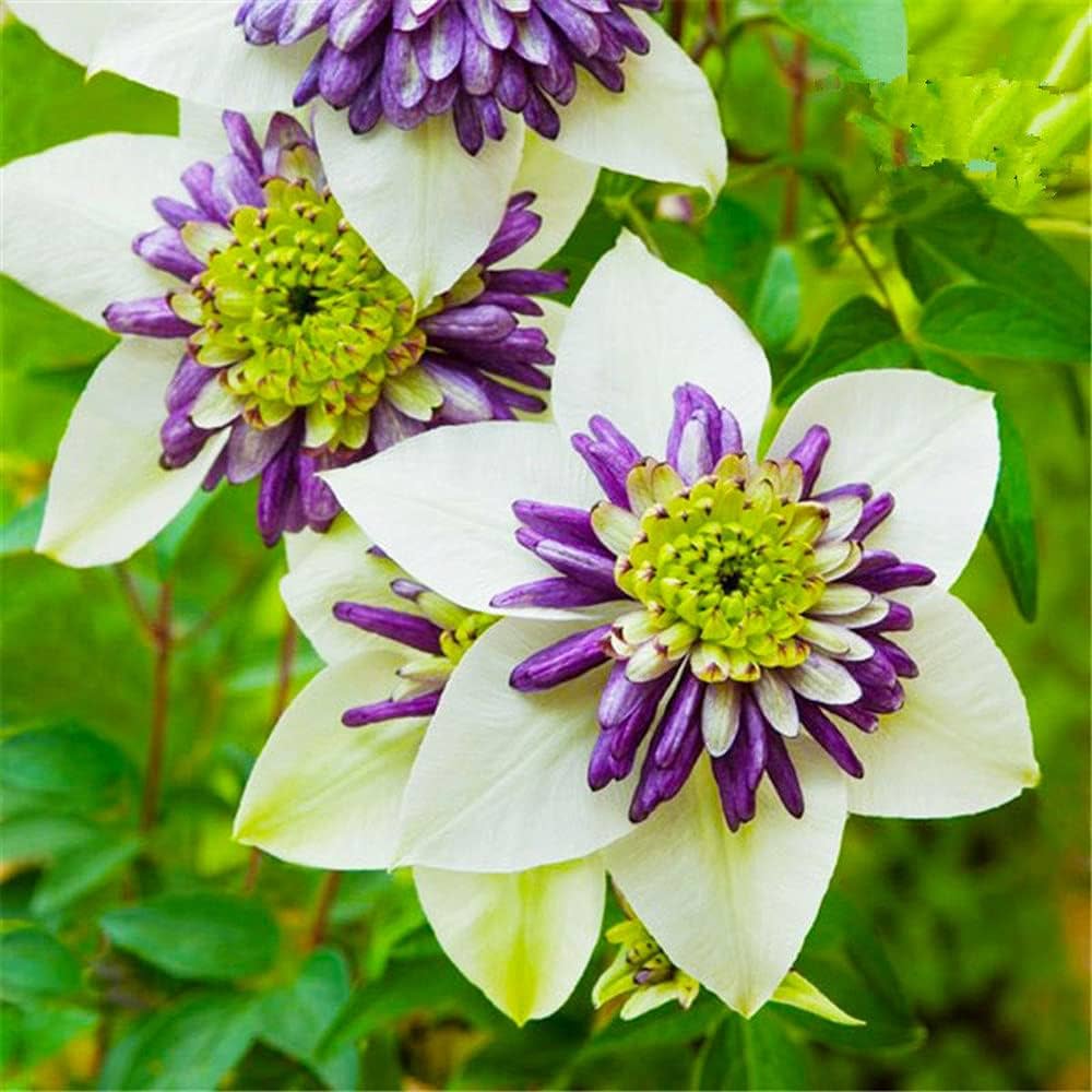 Clematis Flower seeds for Planting Long Bloom Season, Heirloom & GMO Free Seeds for Home Garden vegetable and garden seeds