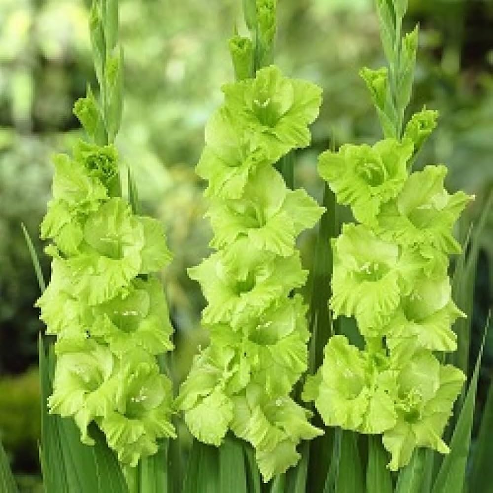 Premium Gladiolus Dark Green Flower seeds for Planting Vibrant Colors, Heirloom & GMO Free Seeds for Home Garden seeds