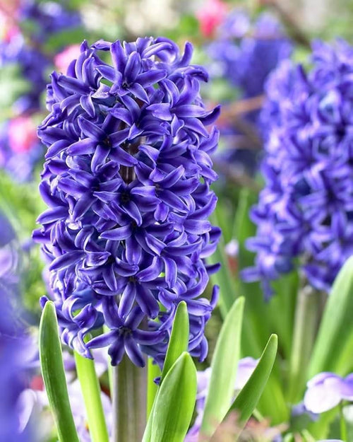 Premium Blue Hyacinthus Flower seeds for Planting Wildflower Mix, Heirloom & GMO Free Seeds for Home Garden seeds