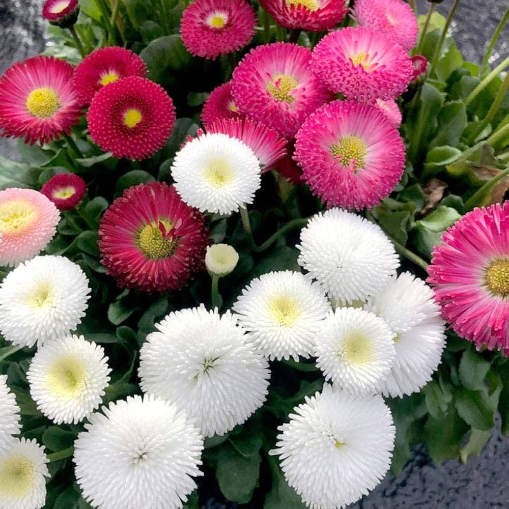 Premium White Bellis Flower seeds for Planting Cottage Garden Essential, Heirloom & GMO Free Seeds for Home Garden seeds