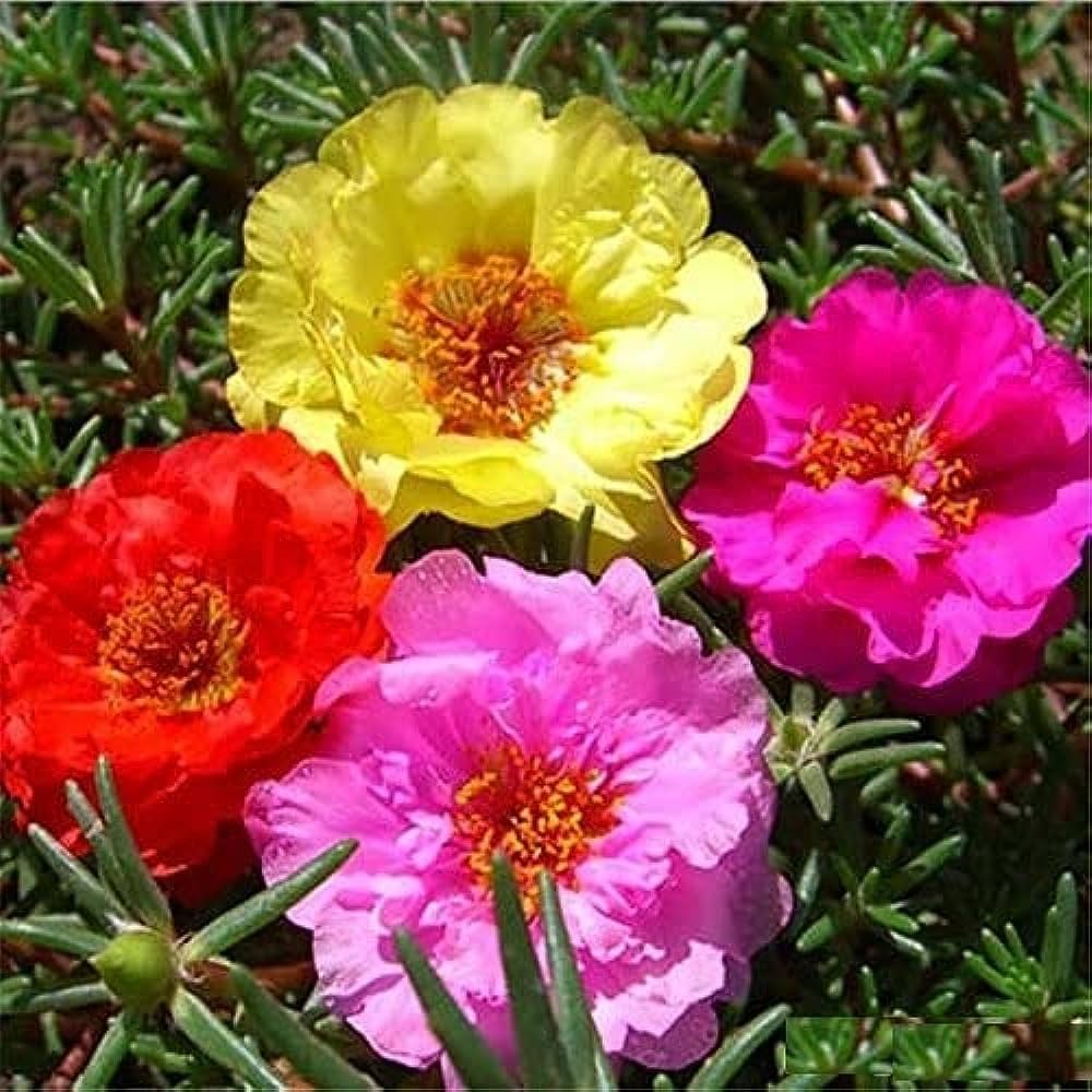 Portulaca Moss Flower seeds for Planting Shade Tolerant, Heirloom & GMO Free Seeds for Home Garden vegetable and garden seeds