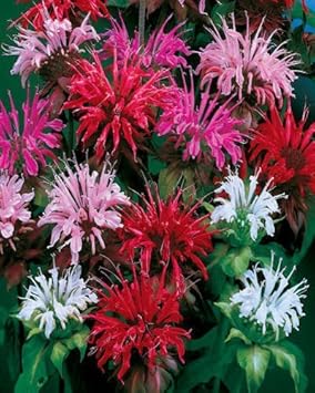 Mixed Panorama Flower seeds for Planting Fragrant Blossoms, Heirloom & GMO Free Seeds for Home Garden seeds for planting