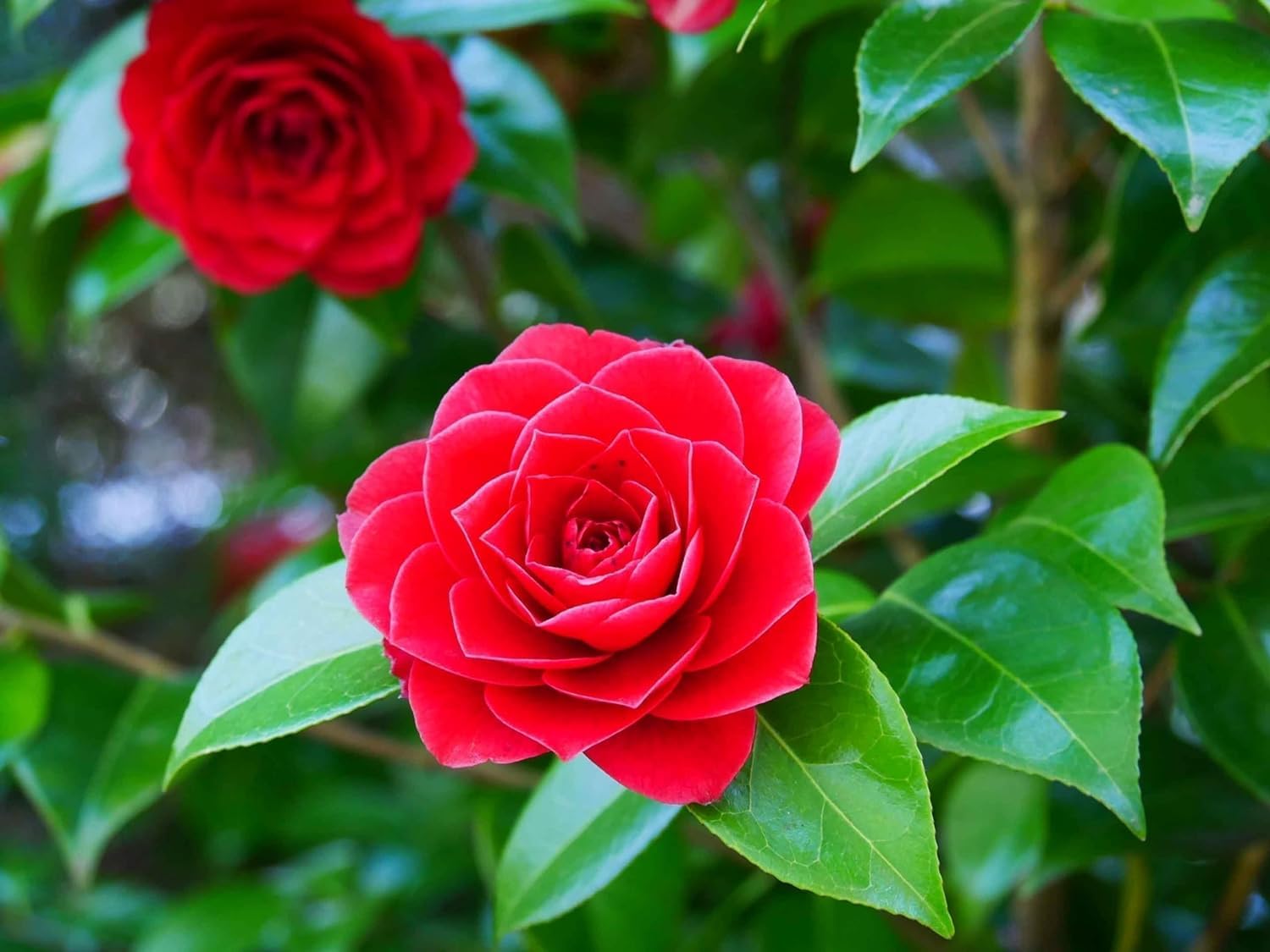 Pink Camellia Flower seeds for Planting Drought Tolerant, Heirloom & GMO Free Seeds for Home Garden vegetable and garden seeds