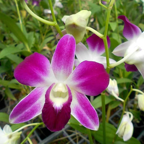 Premium Butterfly Orchids White Violet Flower seeds for Planting Fragrant Blossoms, Heirloom & GMO Free Seeds for Home Garden seeds