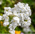 Drummondii Flower seeds for Planting Long Bloom Season, Heirloom & GMO Free Seeds for Home Garden seeds for planting