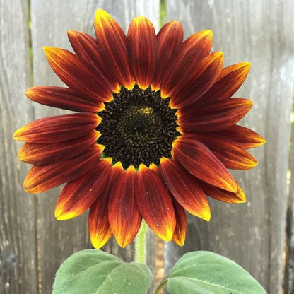 Sunflower Flower seeds for Planting Vibrant Colors Heirloom & GMO Free Seeds for Home Garden