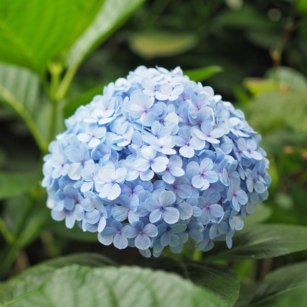 Deep Pink Hydrangea Flower seeds for Planting Perfect for Borders, Heirloom & GMO Free Seeds for Home Garden vegetable and garden seeds
