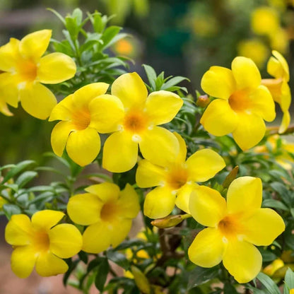 Allamanda Flower seeds for Planting Drought Tolerant Heirloom & GMO Free Seeds for Home Garden