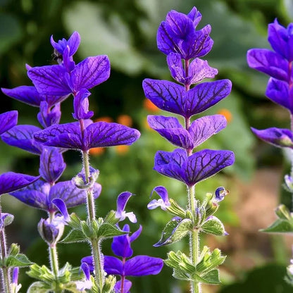 Sage Flower seeds for Planting Easy to Grow Heirloom & GMO Free Seeds for Home Garden