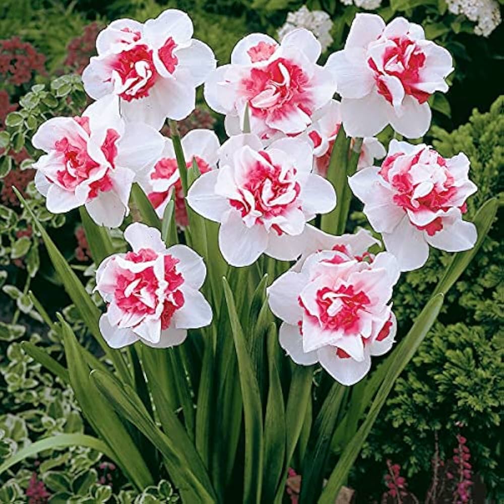 Baby Pink White Daffodils Flower seeds for Planting Fragrant Blossoms, Heirloom & GMO Free Seeds for Home Garden vegetable and garden seeds