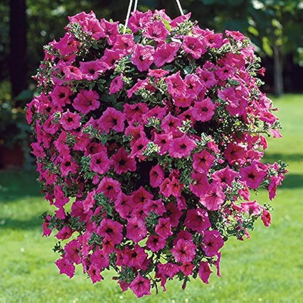 Premium Pink Petunia Flower seeds for Planting Seasonal Bloomer, Heirloom & GMO Free Seeds for Home Garden seeds