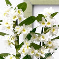 White Dendrobium Flower seeds for Planting Easy to Grow, Heirloom & GMO Free Seeds for Home Garden seeds for planting
