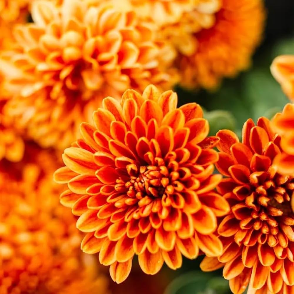 Premium Deep Orange Chrysanthemum Flower seeds for Planting Sun Loving, Heirloom & GMO Free Seeds for Home Garden seeds