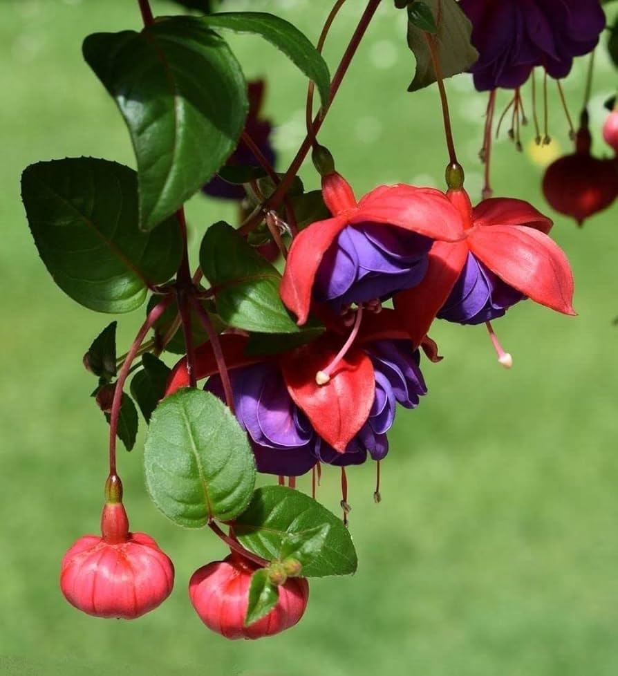 Red Pink Fuchsia Hybrida Flower seeds for Planting Low Maintenance Heirloom & GMO Free Seeds for Home Garden