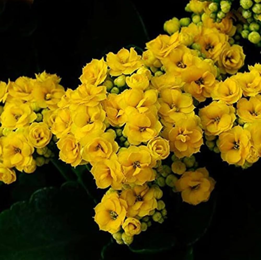 Yellow Kalanchoe Flower seeds for Planting - Fragrant Blossoms, Heirloom & GMO Free Seeds for Home Garden