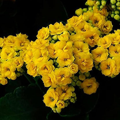 Yellow Kalanchoe Flower seeds for Planting - Fragrant Blossoms, Heirloom & GMO Free Seeds for Home Garden