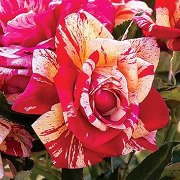 Cream Red Spirit Rose Flower seeds for Planting Cottage Garden Essential, Heirloom & GMO Free Seeds for Home Garden seeds for planting