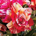 Cream Red Spirit Rose Flower seeds for Planting Cottage Garden Essential, Heirloom & GMO Free Seeds for Home Garden seeds for planting