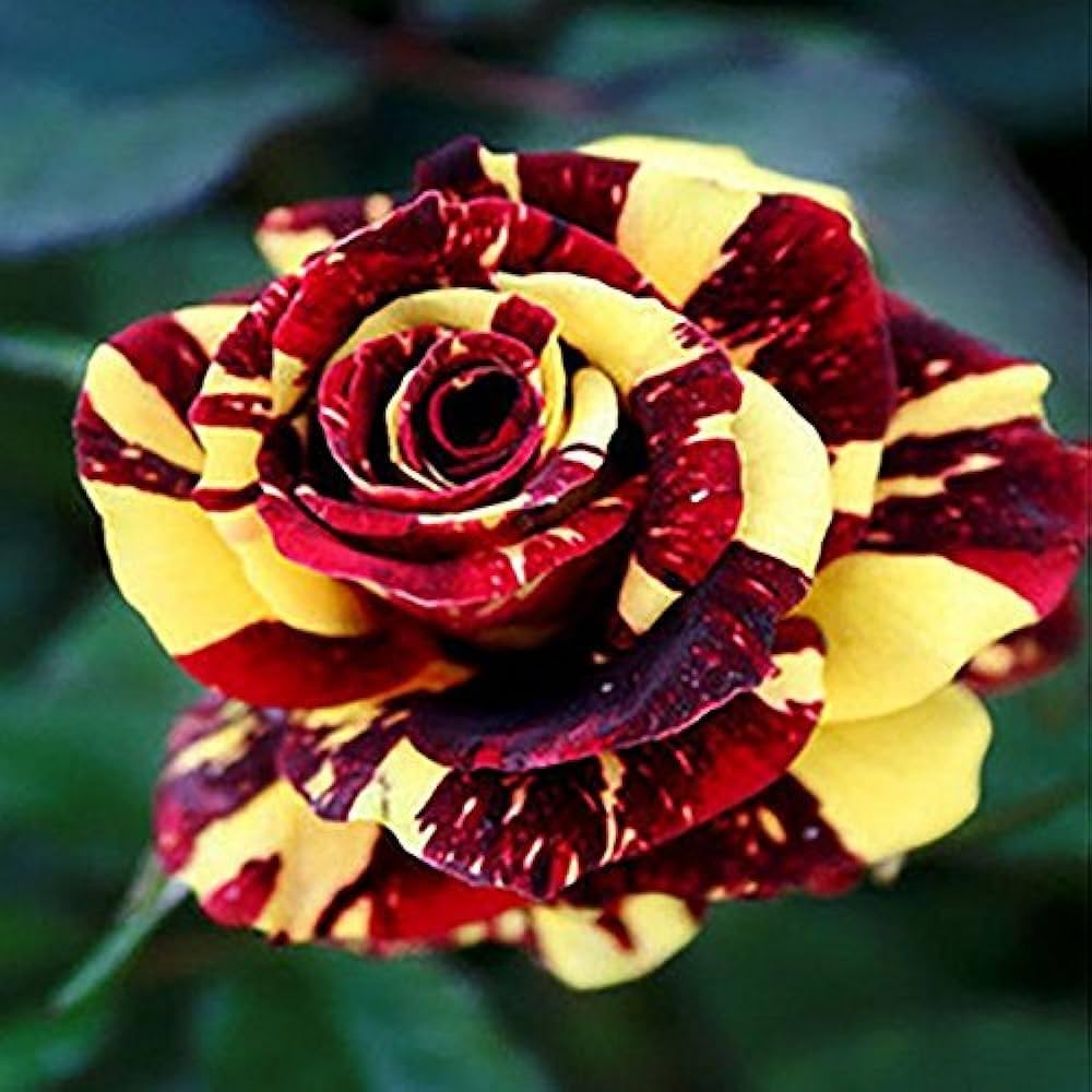Premium Dragon Rose Pink Yellow Flower seeds for Planting Fragrant Blossoms, Heirloom & GMO Free Seeds for Home Garden seeds