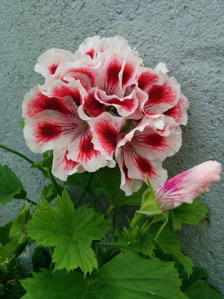 Dark Khaki Geranium Flower seeds for Planting Fragrant Blossoms Heirloom & GMO Free Seeds for Home Garden