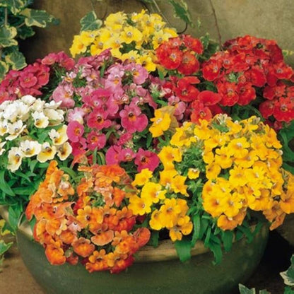 Heirloom Nemesia Carnival Mix Flower seeds for Planting Bright Blooms Heirloom & GMO Free Seeds for Home Garden