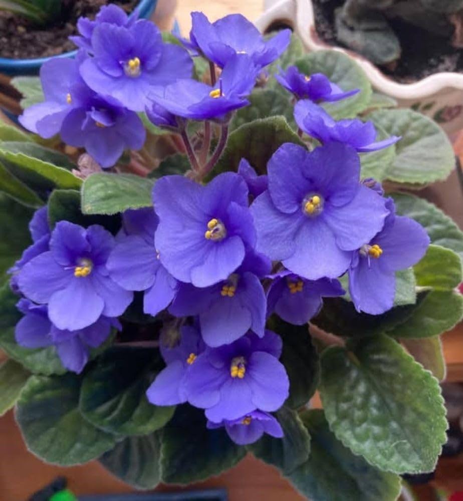 Premium Begonias Azules Flower seeds for Planting Vibrant Colors Heirloom & GMO Free Seeds for Home Garden seeds