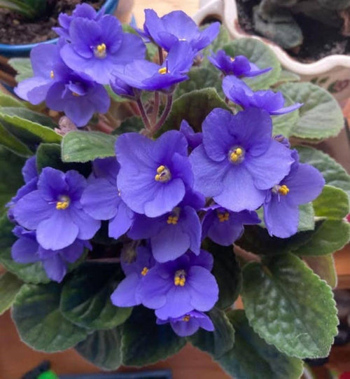 Premium Begonias Azules Flower seeds for Planting Vibrant Colors Heirloom & GMO Free Seeds for Home Garden seeds