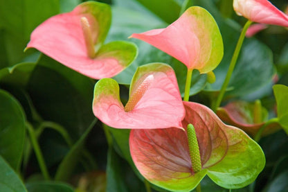 Anthurium Andraeanu Flower seeds for Planting Fragrant Blossoms Heirloom & GMO Free Seeds for Home Garden