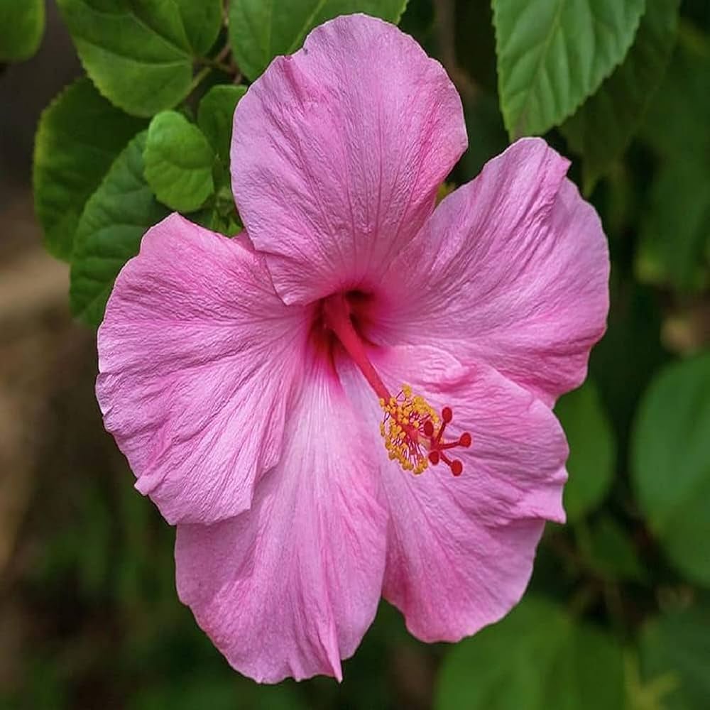 Heirloom Hibiscus Bonsai Flower seeds for Planting Bright Blooms Heirloom & GMO Free Seeds for Home Garden