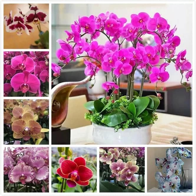 Mixed Phalaenopsis Orchid Flower seeds for Planting Shade Tolerant Heirloom & GMO Free Seeds for Home Garden