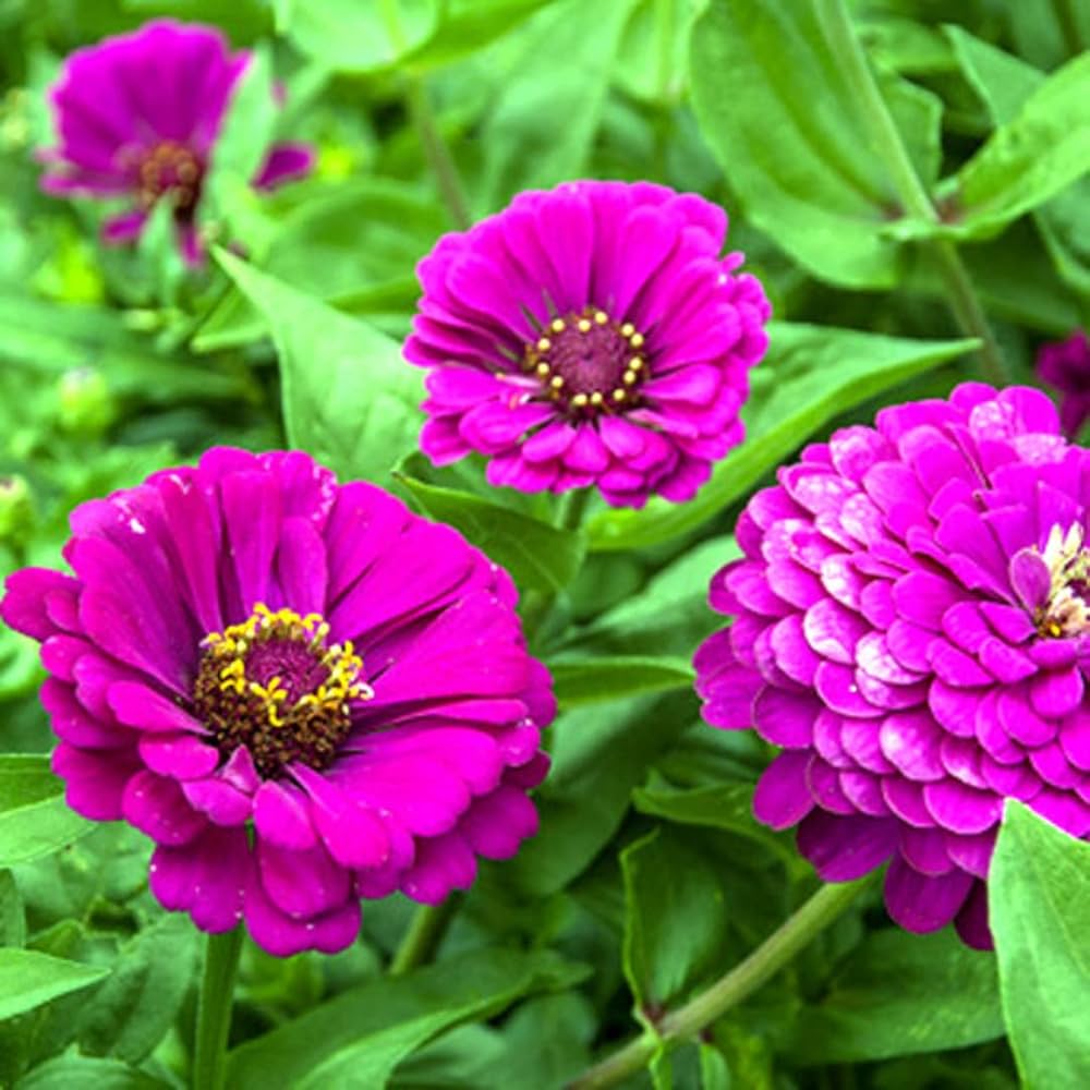 Deep Purple Zinnia Flower seeds for Planting Compact Growth, Heirloom & GMO Free Seeds for Home Garden Sale vegetable and garden seeds