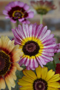 Purple Chrysanthemum Carinatum Flower seeds for Planting Low Maintenance, Heirloom & GMO Free Seeds for Home Garden seeds for planting