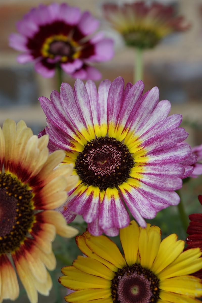 Purple Chrysanthemum Carinatum Flower seeds for Planting Low Maintenance, Heirloom & GMO Free Seeds for Home Garden seeds for planting