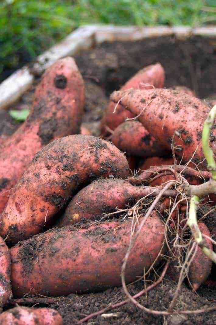Sweet Potato Vegetable Seeds Planting Redish Brown