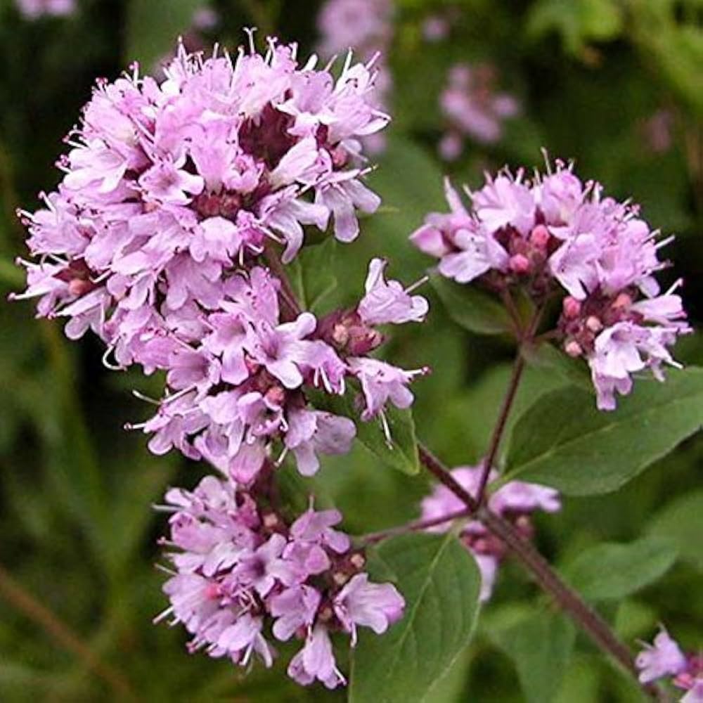 Purple Pulegium Flower seeds for Planting Sun Loving, Heirloom & GMO Free Seeds for Home Garden seeds for planting