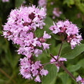 Purple Pulegium Flower seeds for Planting Sun Loving, Heirloom & GMO Free Seeds for Home Garden seeds for planting
