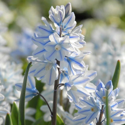 Nivalis SnowDrop Flower seeds for Planting - Easy to Grow, Heirloom & GMO Free Seeds for Home Garden