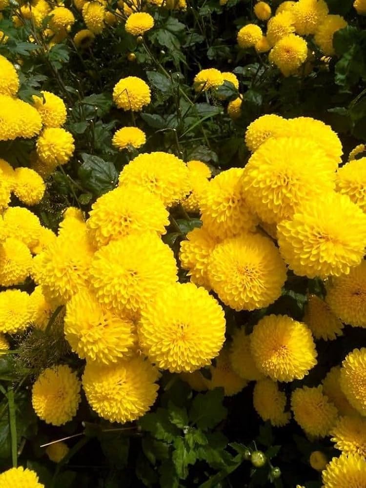 Yellow Chrysanthemum Flower seeds for Planting Pollinator Friendly, Heirloom & GMO Free Seeds for Home Garden seeds for planting