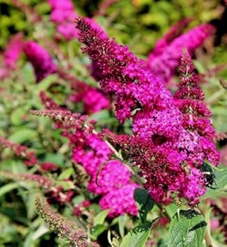 Pink Butterfly Bush Flower seeds for Planting Low Maintenance, Heirloom & GMO Free Seeds for Home Garden seeds for planting