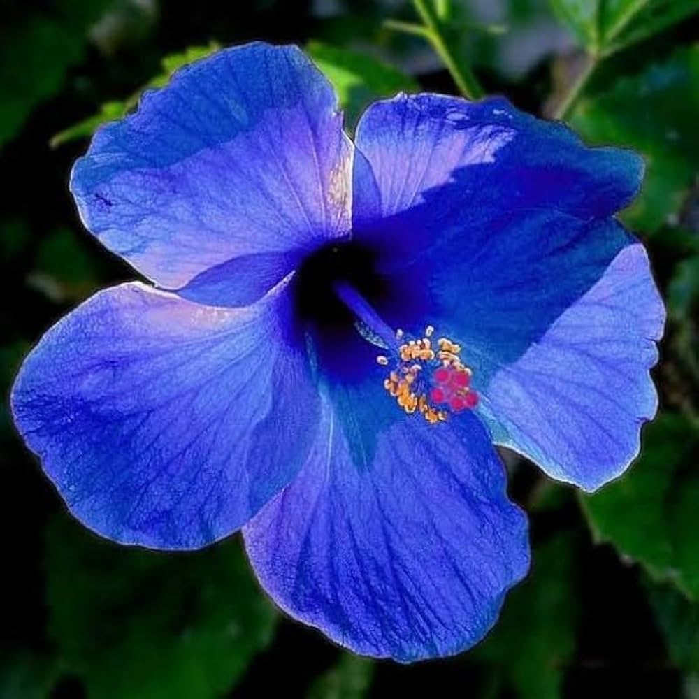 Premium Hibiscus Dark Blue Flower seeds for Planting Garden Favorite, Heirloom & GMO Free Seeds for Home Garden seeds
