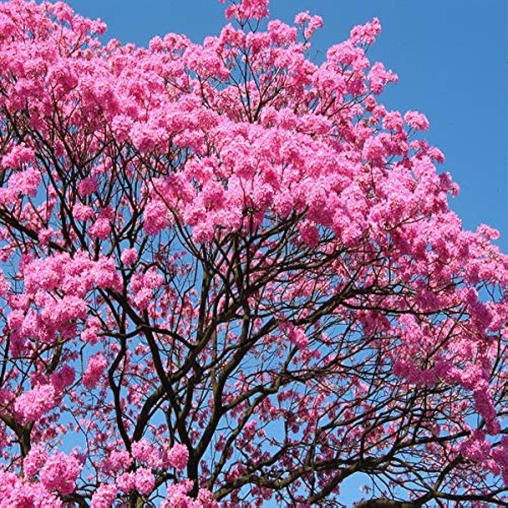 Pink Jacaranda Mimosifolia Flower seeds for Planting Compact Growth Heirloom & GMO Free Seeds for Home Garden