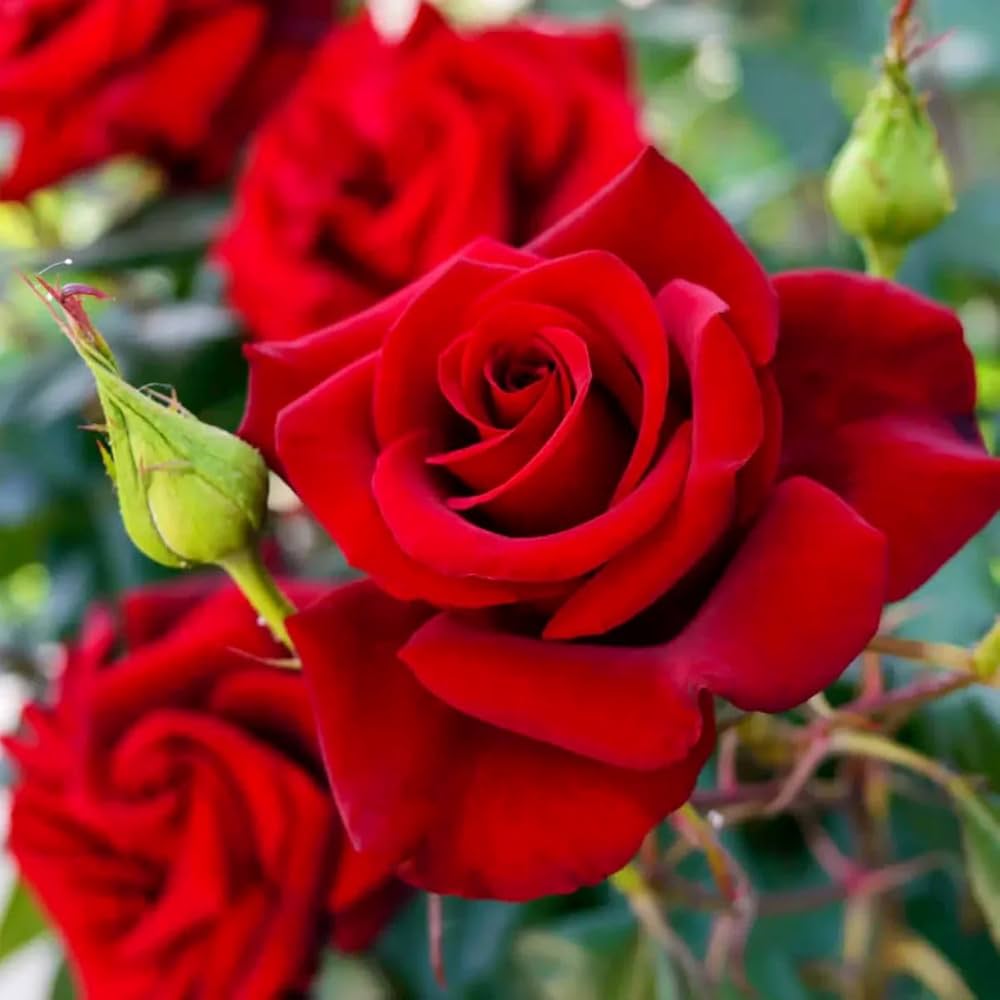 Full Red Rose Flower seeds for Planting Long Bloom Season, Heirloom & GMO Free Seeds for Home Garden vegetable and garden seeds